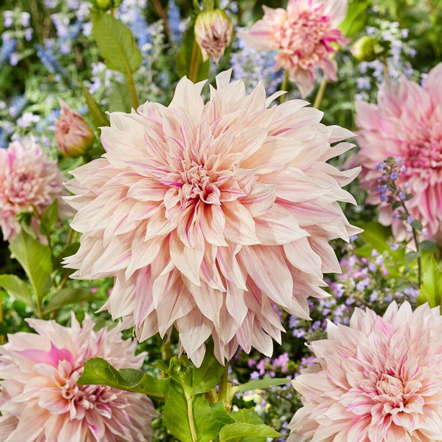 Dahlie 'Cafe au Lait Twist'